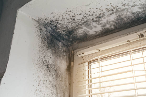 Affordable Basement Mold Removal solutions in Lutherville Timonium, MD
